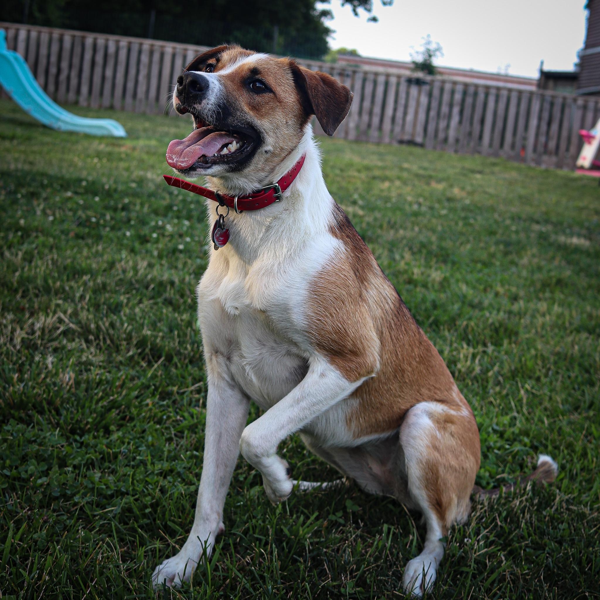 GuacaMolly, a Adoptable mixed breed image 4/6