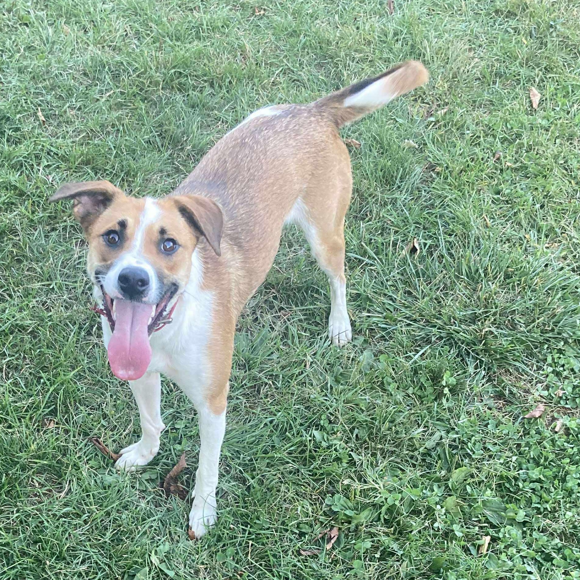 GuacaMolly, a Adoptable mixed breed image 6/6