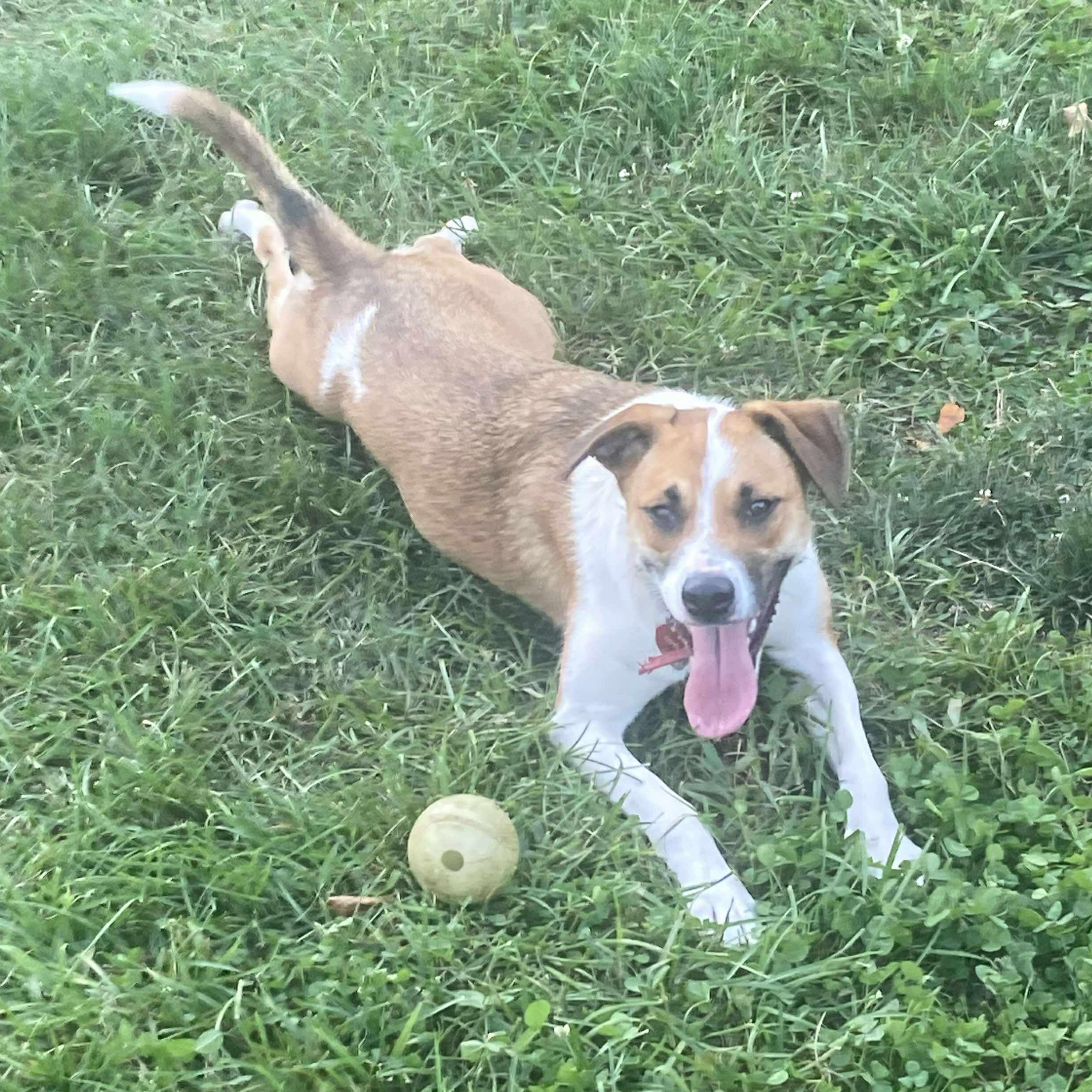 GuacaMolly, a Adoptable mixed breed image 1/6