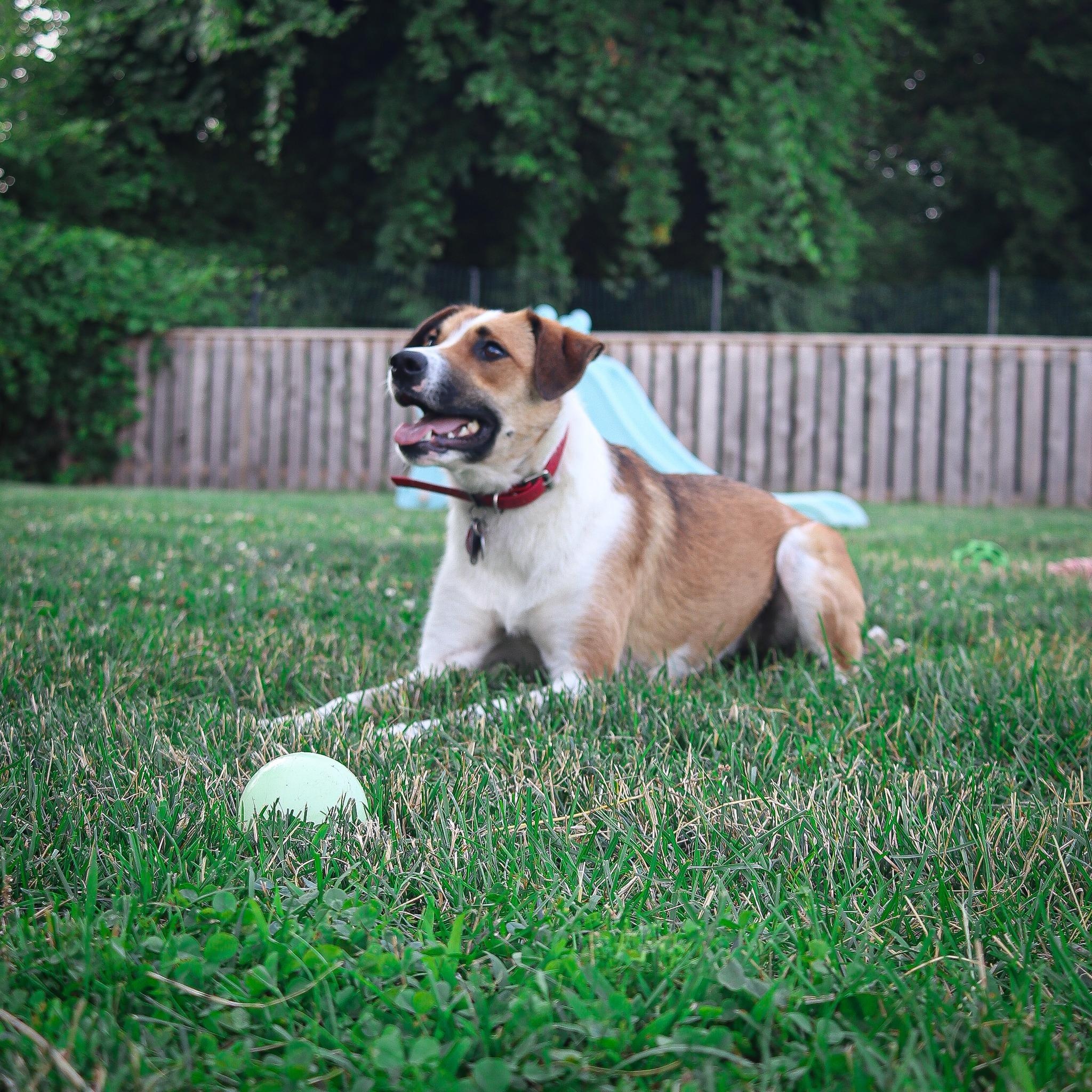 GuacaMolly, a Adoptable mixed breed image 3/6