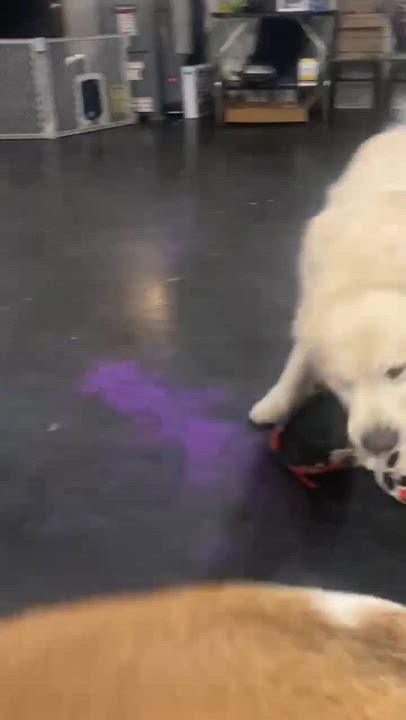 Enlarge GuacaMolly, a Adoptable mixed breed in Webster, NY video 5/6