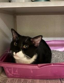 Linus, adopted, Adult Male Domestic Short Hair.