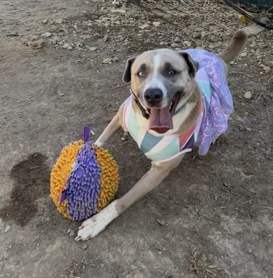 Enlarge Breezy, a Adoptable mixed breed in Scottsville, KY image 6/6