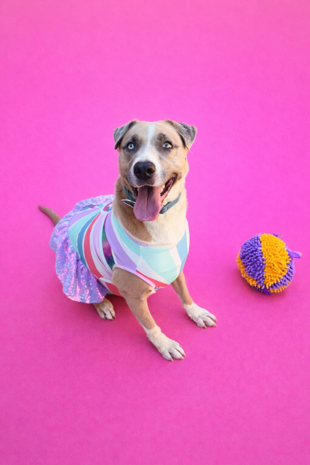 Enlarge Breezy, a Adoptable mixed breed in Scottsville, KY image 3/6