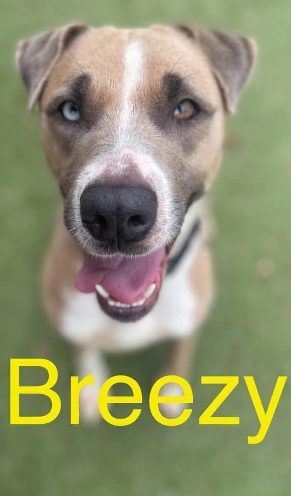 Enlarge Breezy, a Adoptable mixed breed in Scottsville, KY image 4/6