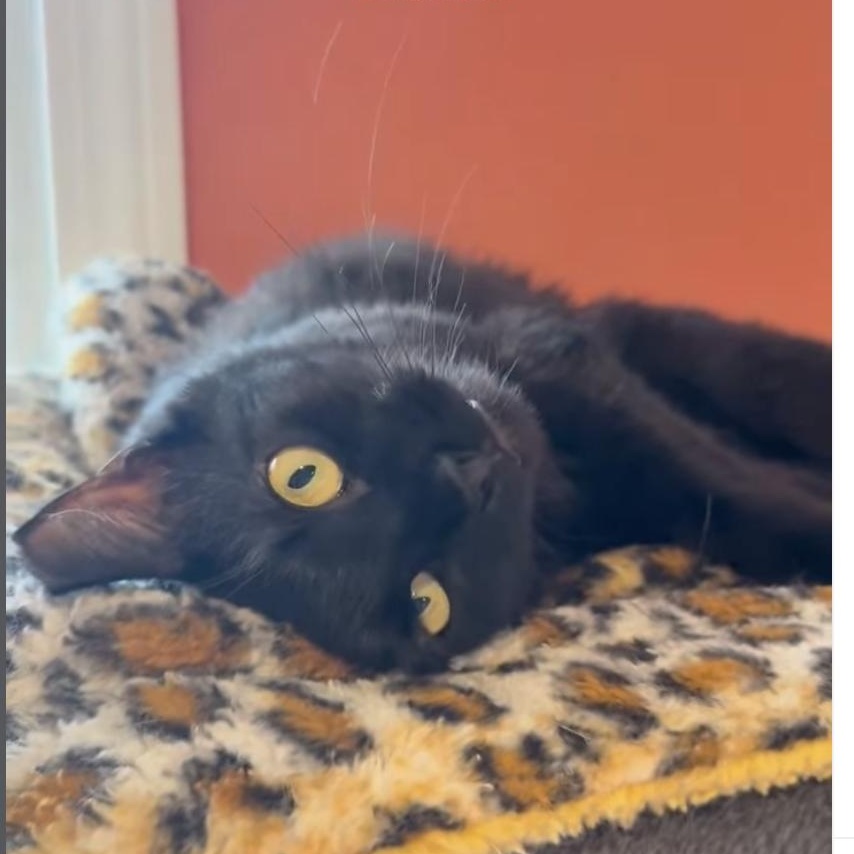 Jasmine Marie, Adoptable, Adult Female Domestic Short Hair.