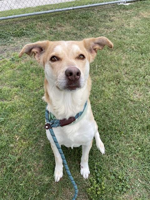 CONNIE, Adoptable, Adult Female Labrador Retriever & Mixed Breed.