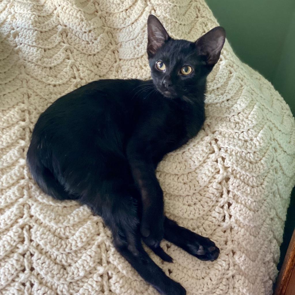 Enlarge Imogen, a Adoptable mixed breed in Decorah, IA image 1/1