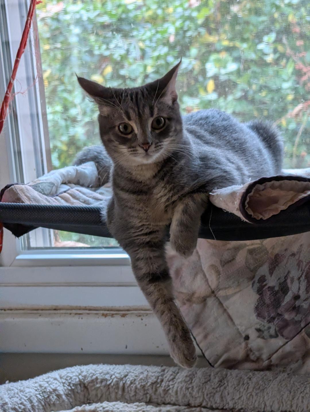 Sushi, Adoptable, Young Female Domestic Short Hair.