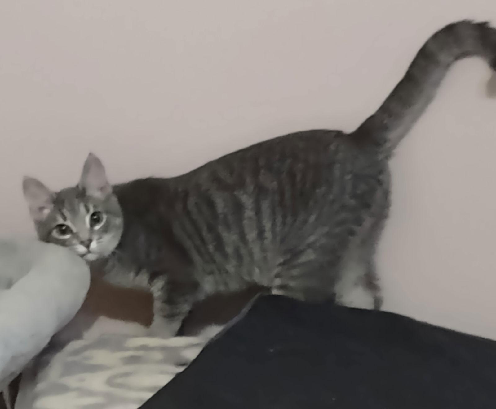 Sushi, Adoptable, Young Female Domestic Short Hair.