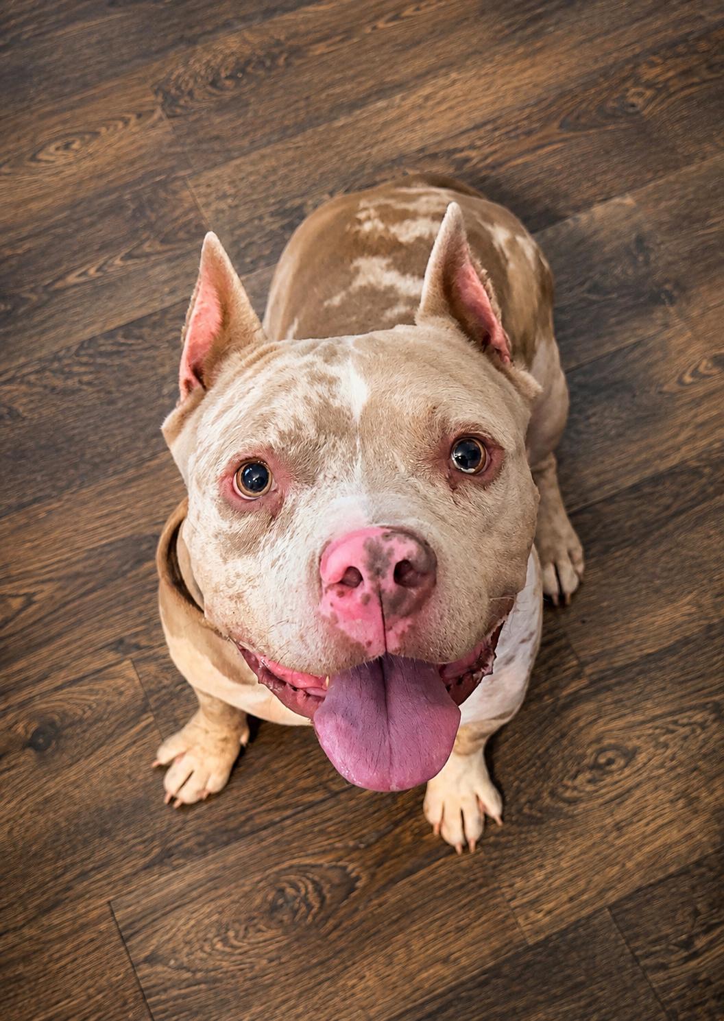 Lucas, Adopted, Adult Male American Bully.