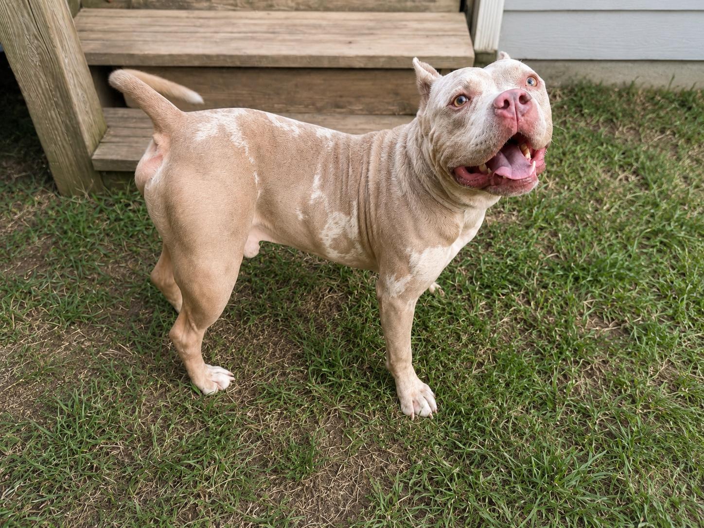 Enlarge Lucas, a Adopted American Bully in Chickamauga, GA image 4/6