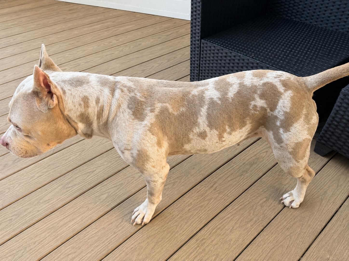 Enlarge Lucas, a Adopted American Bully in Chickamauga, GA image 3/6