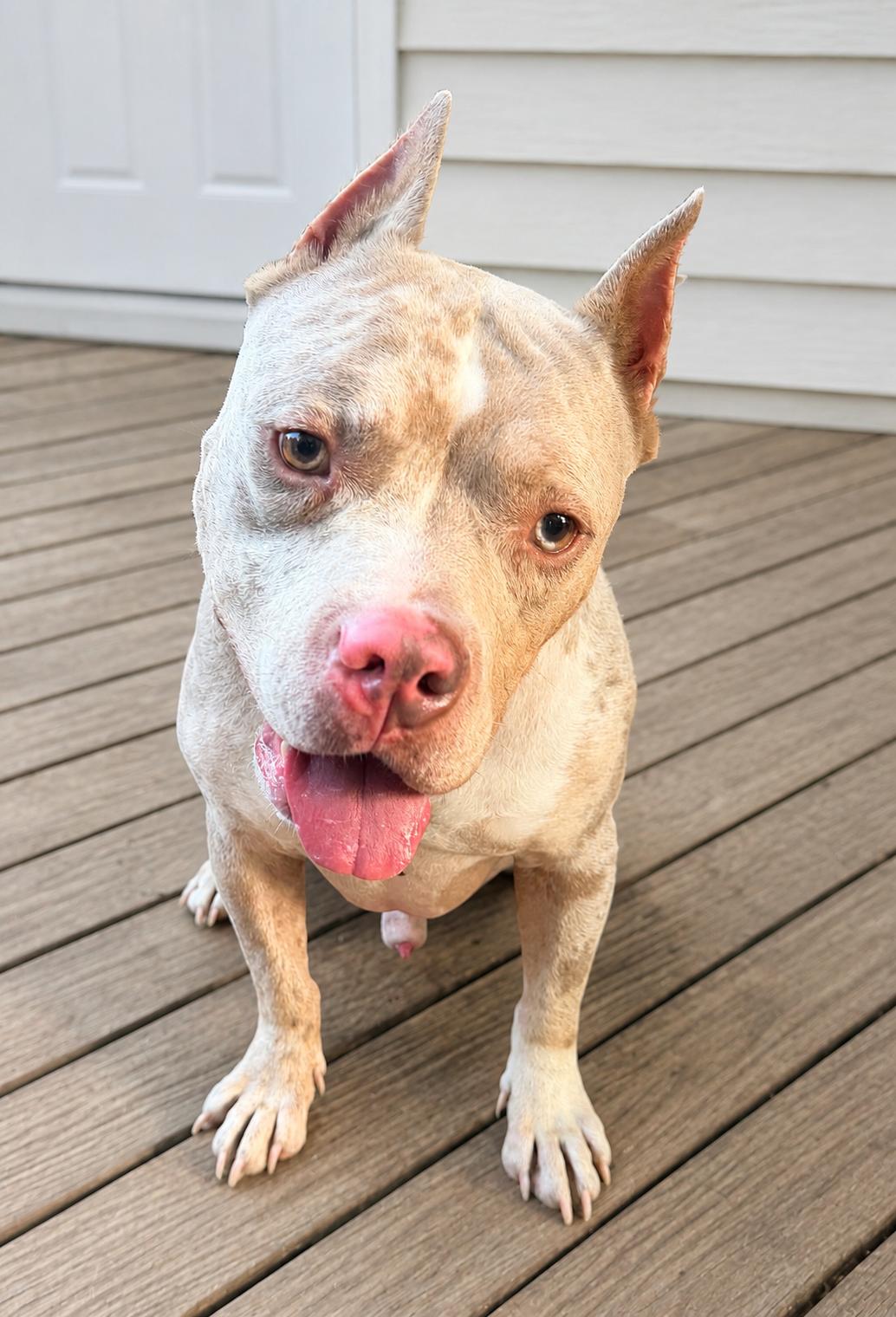 Enlarge Lucas, a Adopted American Bully in Chickamauga, GA image 5/6
