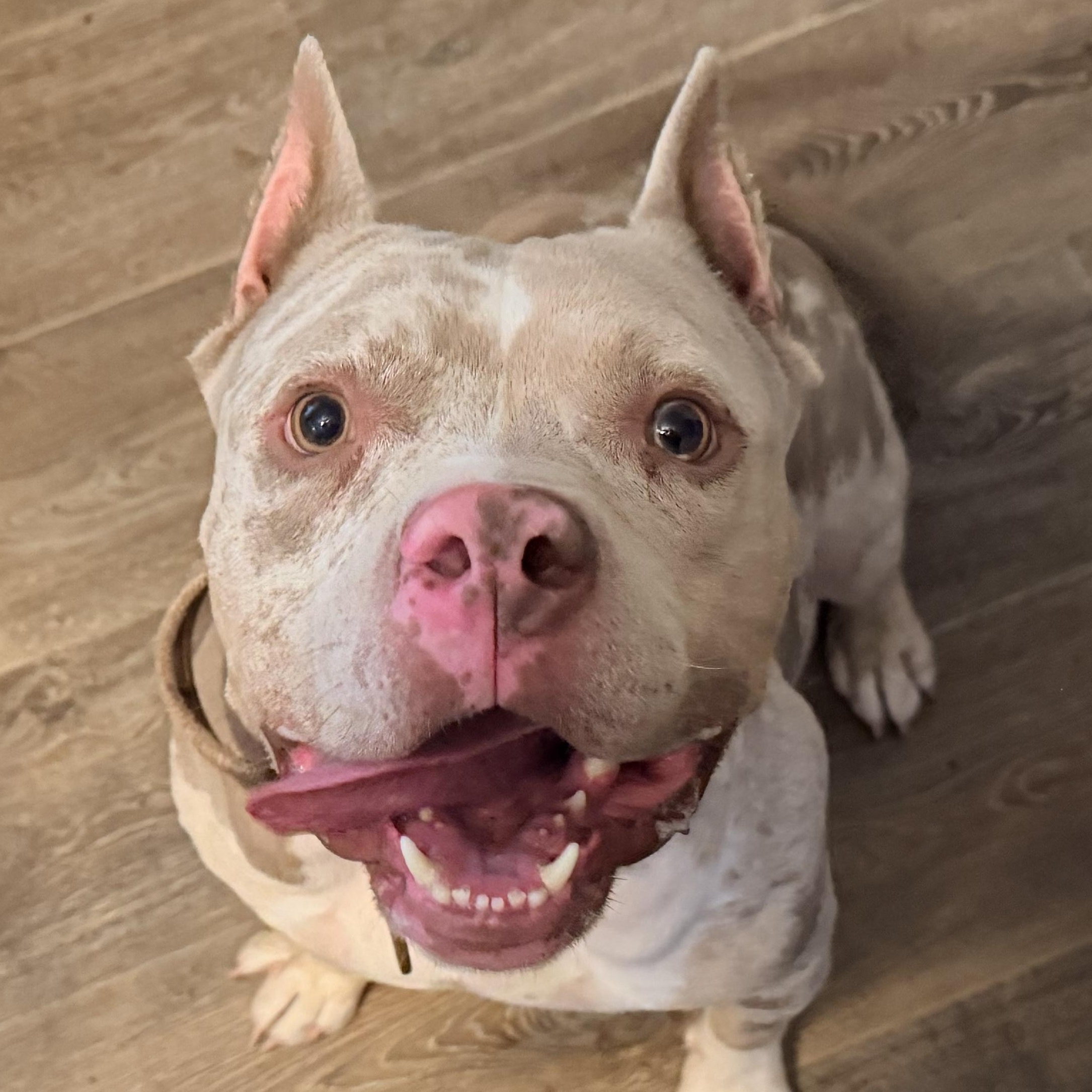 Enlarge Lucas, a Adopted American Bully in Chickamauga, GA image 6/6