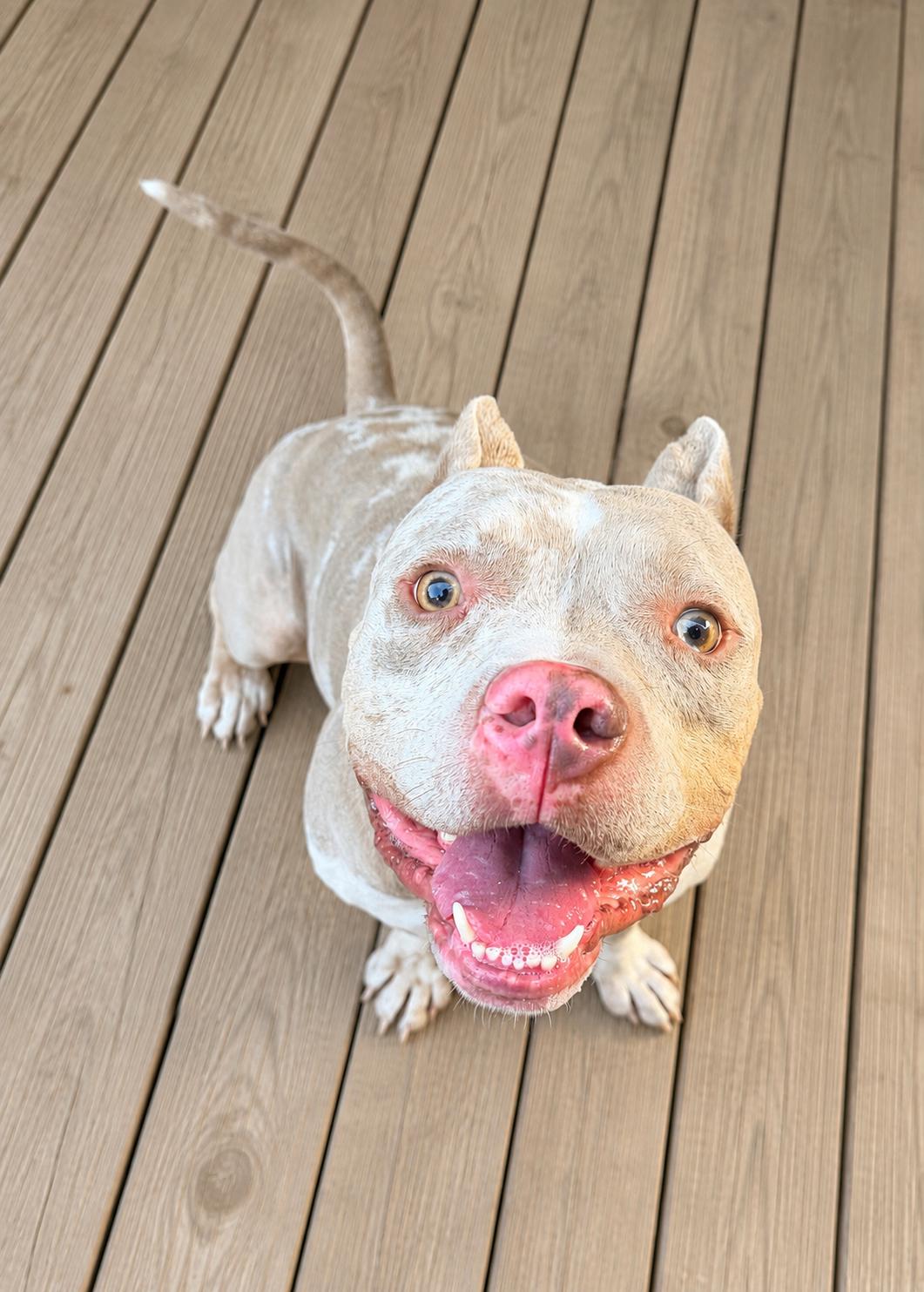 Enlarge Lucas, a Adopted American Bully in Chickamauga, GA image 2/6