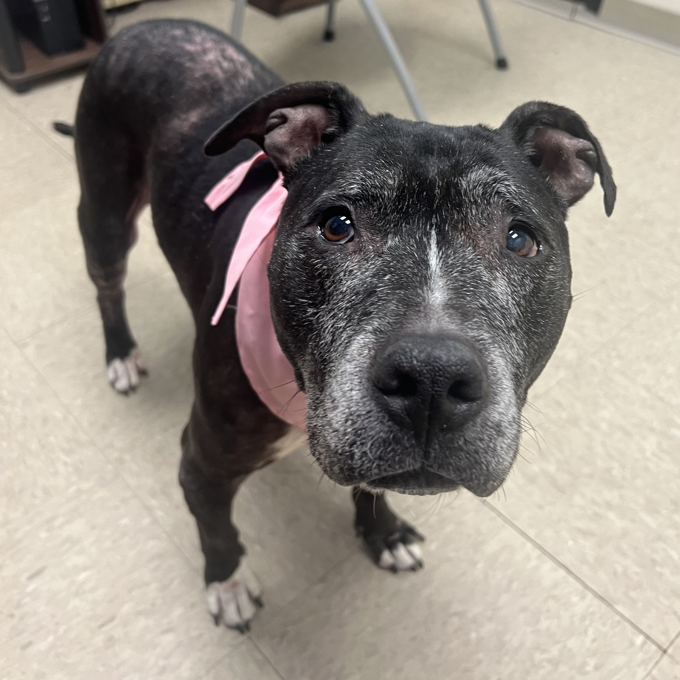 Sassy- IN FOSTER A0034170576 photo 1