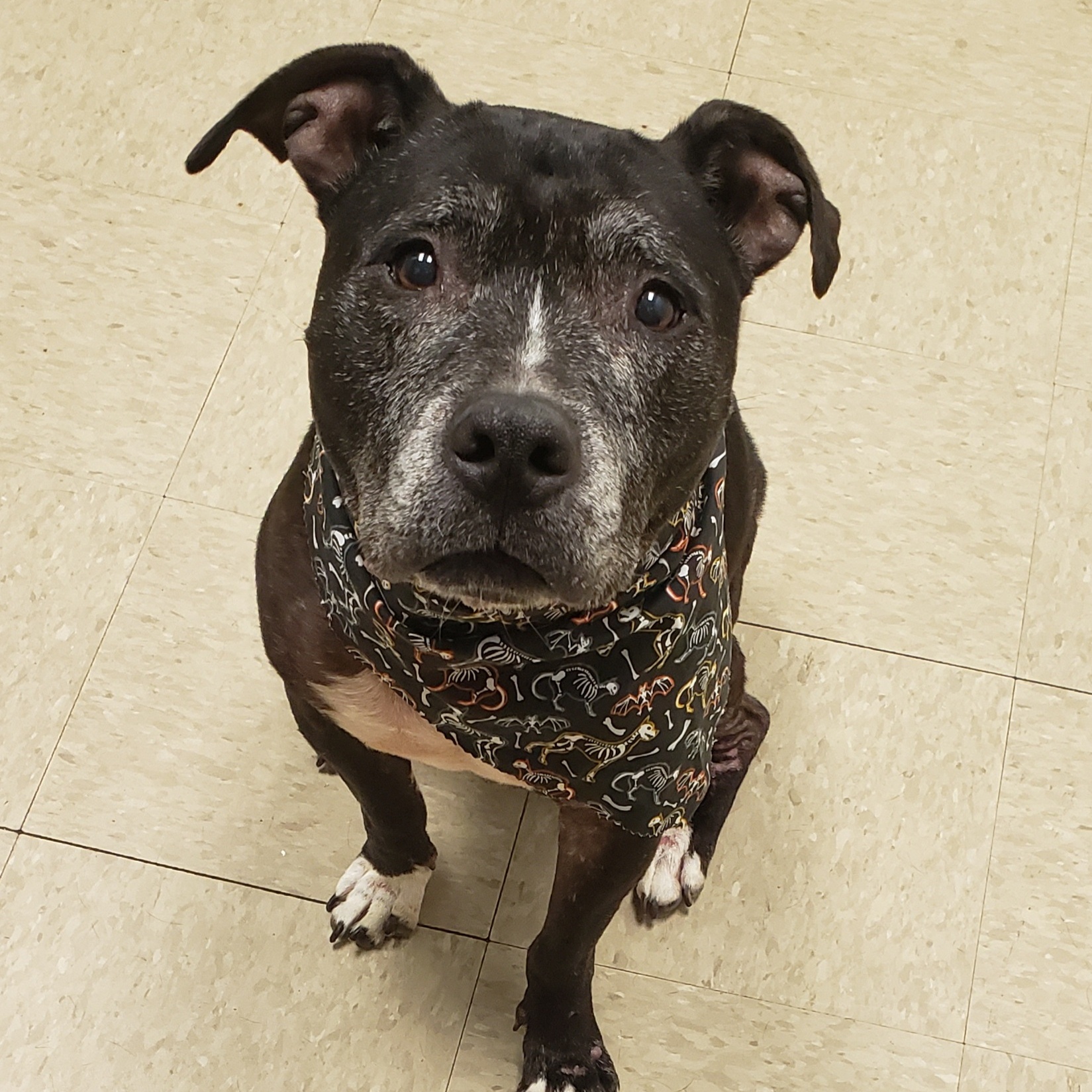Sassy- IN FOSTER A0034170576 photo 4