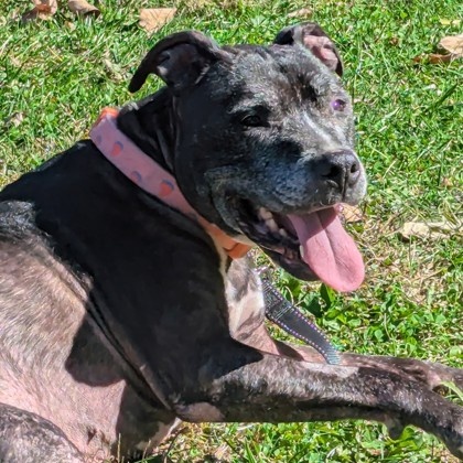 Sassy- IN FOSTER A0034170576 photo 2