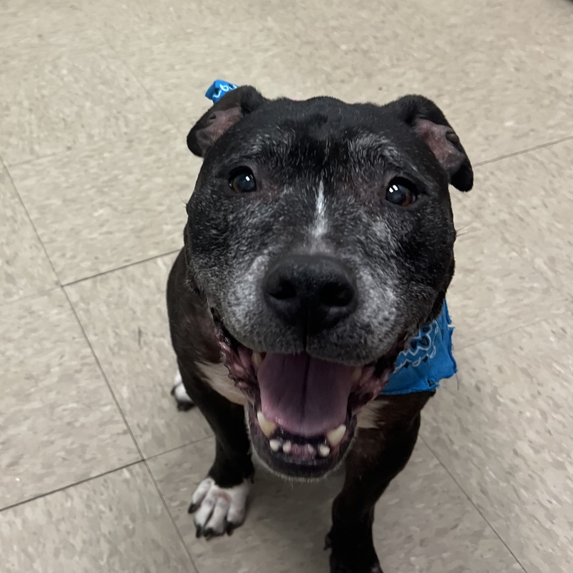 Sassy- IN FOSTER A0034170576 photo 5