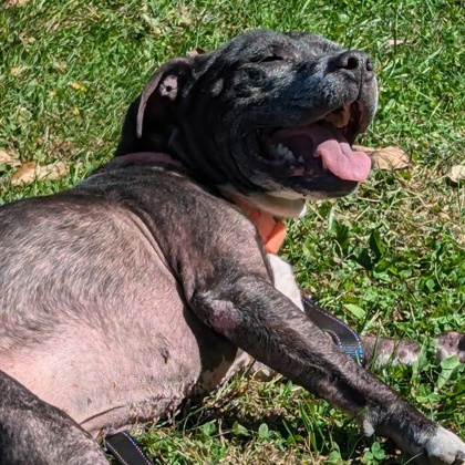 Sassy- IN FOSTER A0034170576 photo 3