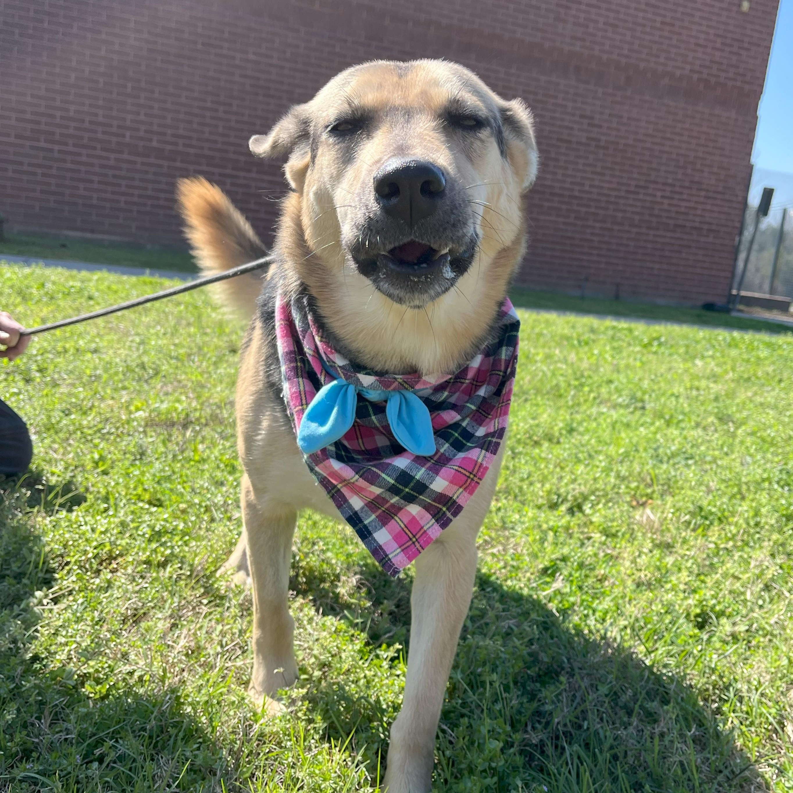 Enlarge Blue Moon, an adoptable mixed breed in Kent, WA image 4/6