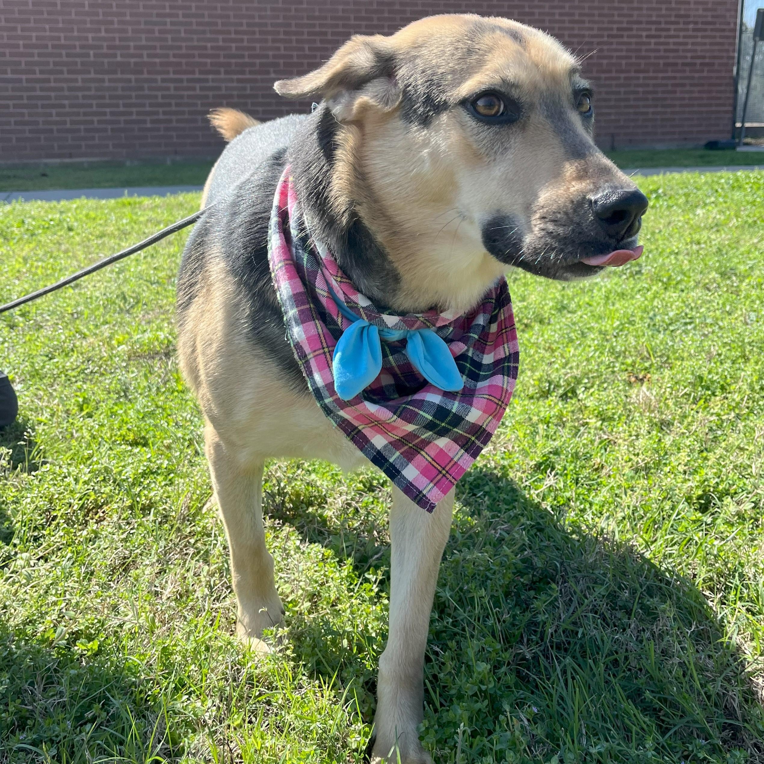 Enlarge Blue Moon, an adoptable mixed breed in Kent, WA image 5/6