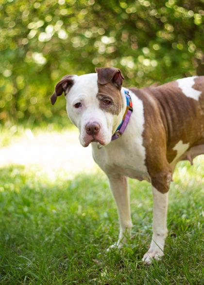 Enlarge Ziya, a Adoptable Mixed Breed in Hamilton, OH image 1/3