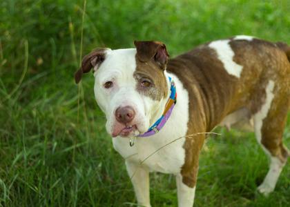 Enlarge Ziya, a Adoptable Mixed Breed in Hamilton, OH image 2/3