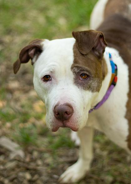 Enlarge Ziya, a Adoptable Mixed Breed in Hamilton, OH image 3/3