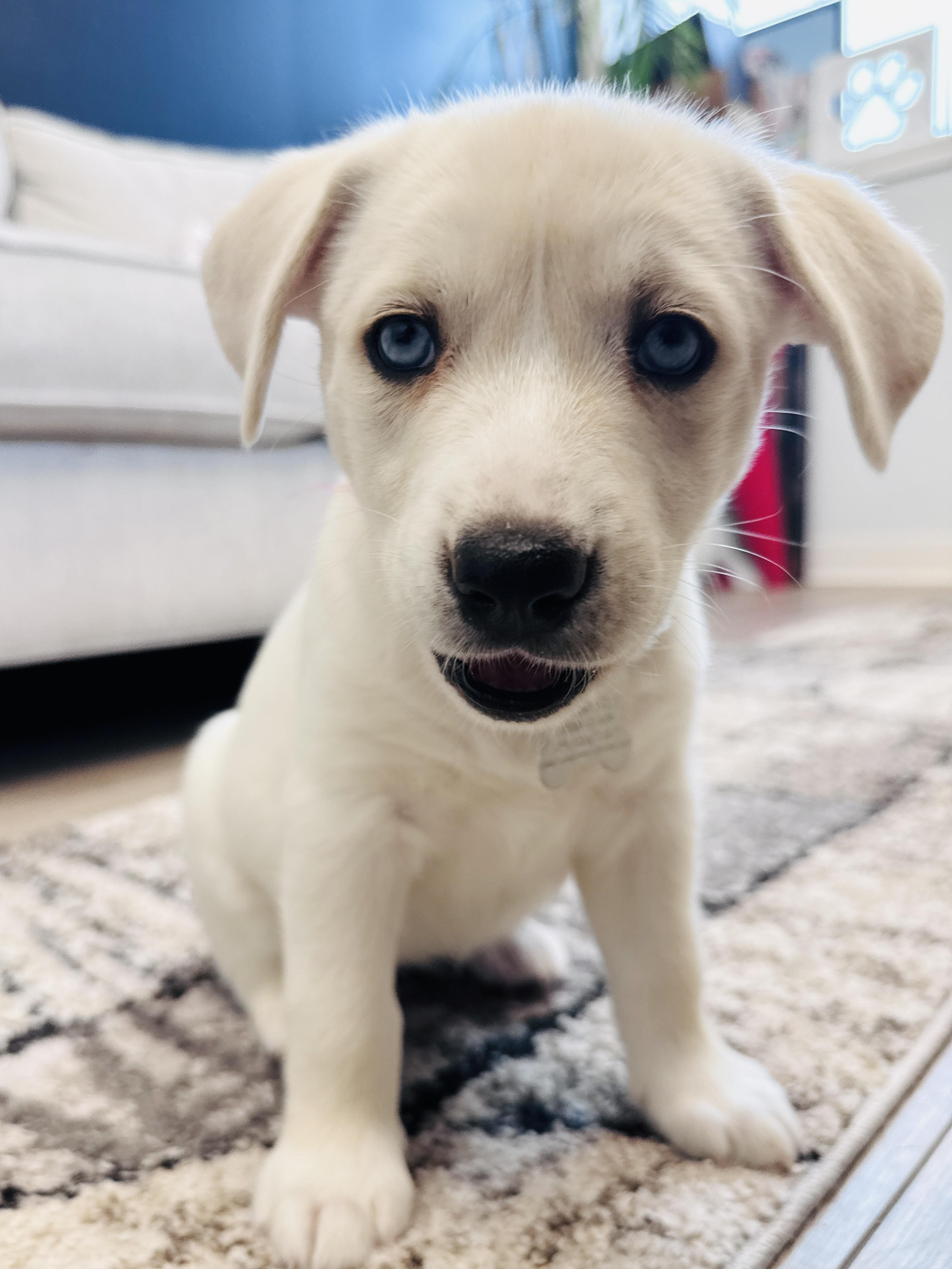 Enlarge Calamity Jane, a Adoptable mixed breed in Palatine, IL image 5/6