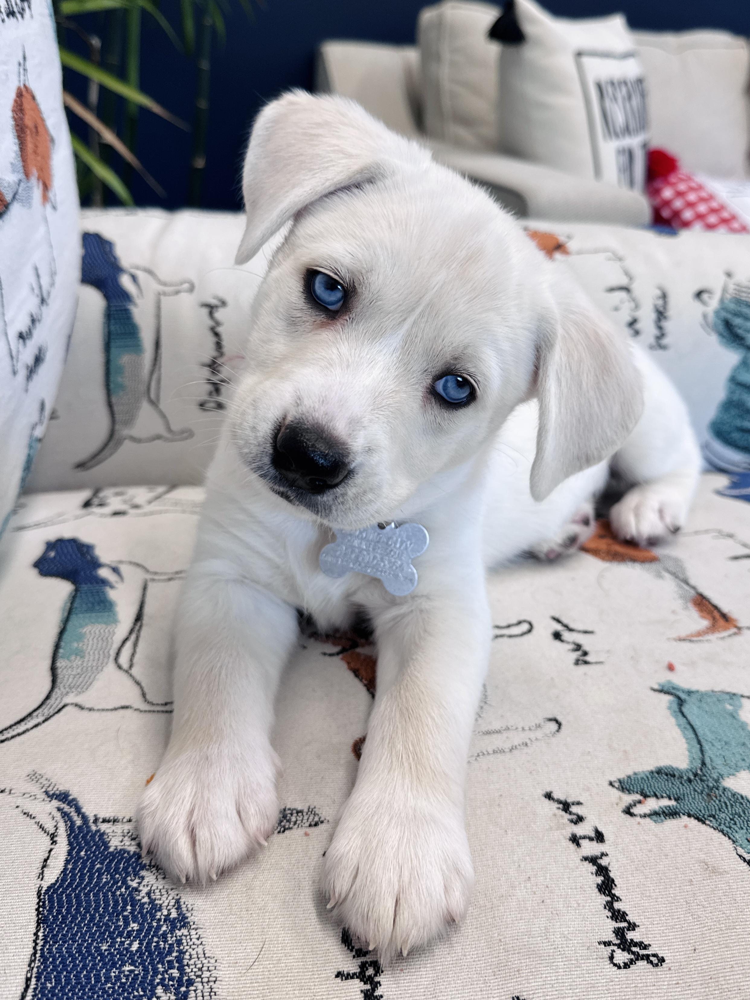 Enlarge Calamity Jane, a Adoptable mixed breed in Palatine, IL image 2/6