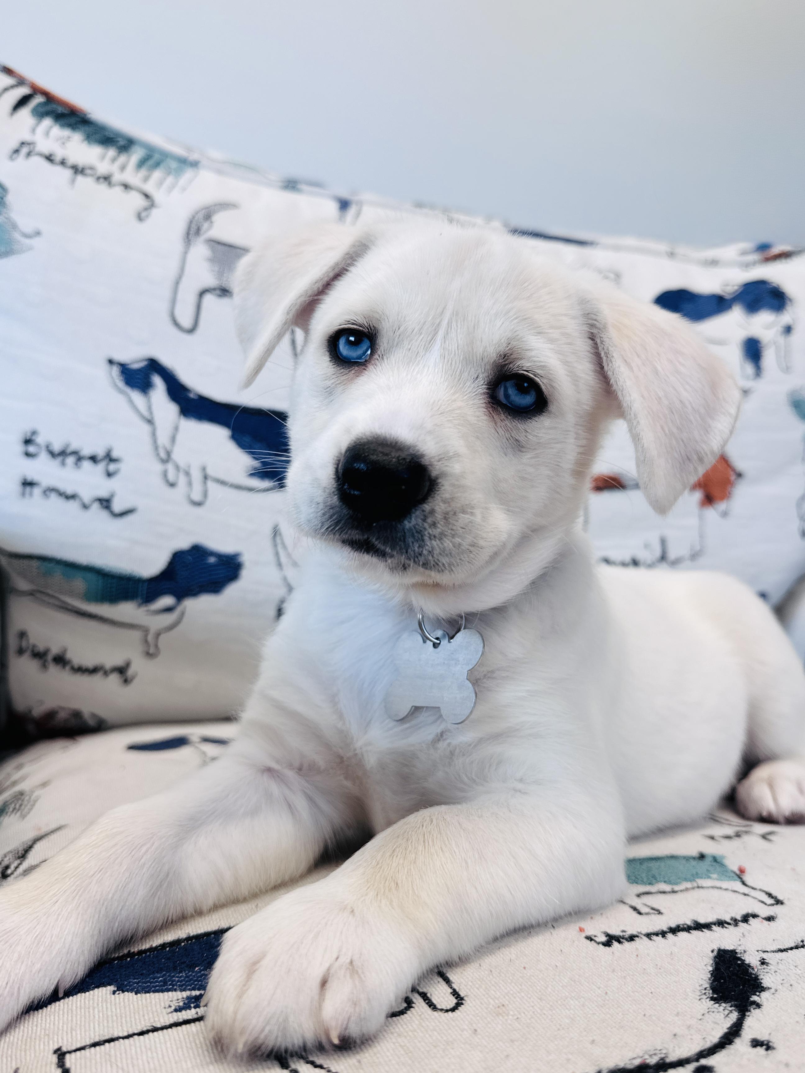 Enlarge Calamity Jane, a Adoptable mixed breed in Palatine, IL image 3/6