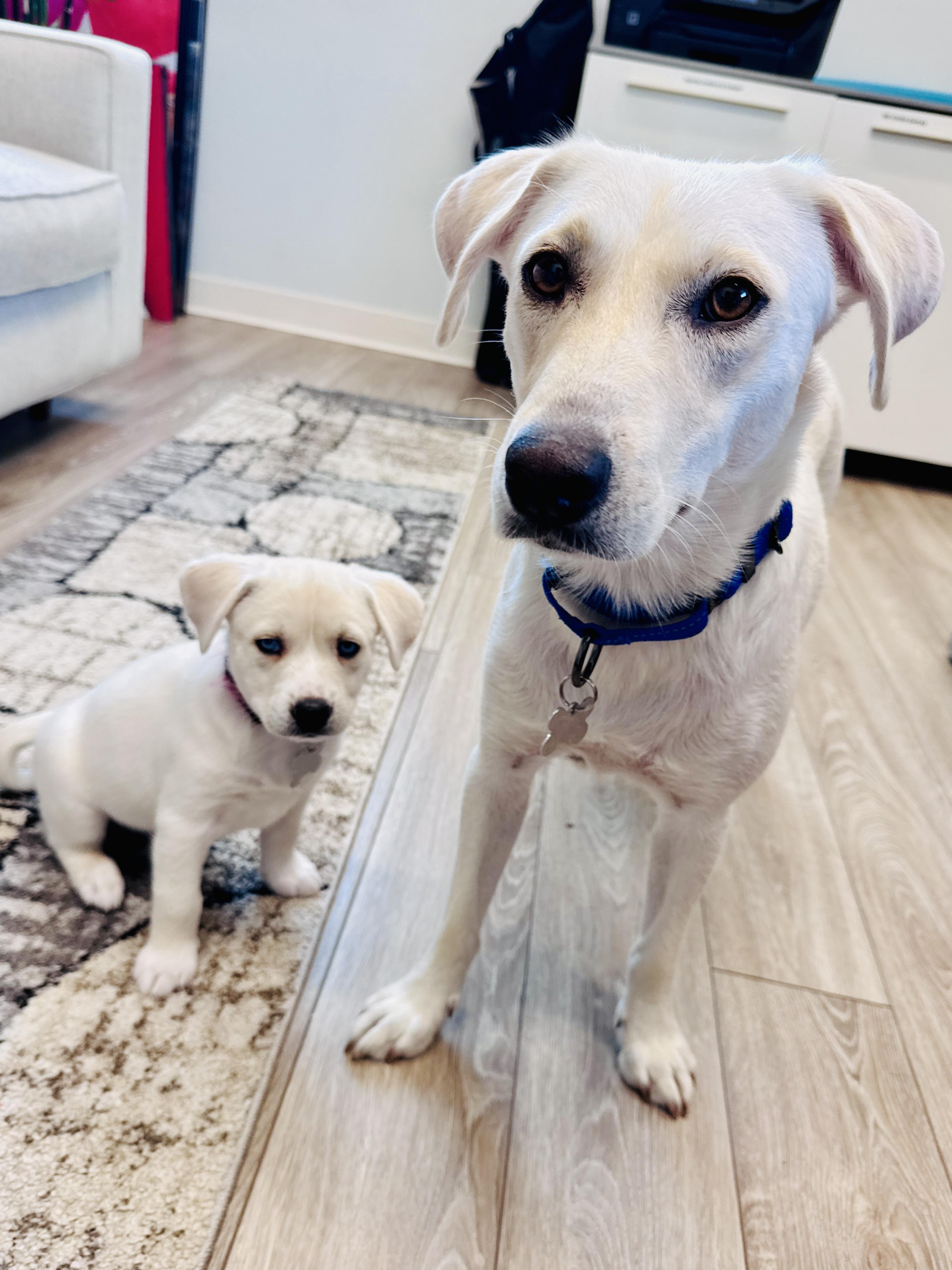 Enlarge Calamity Jane, a Adoptable mixed breed in Palatine, IL image 6/6