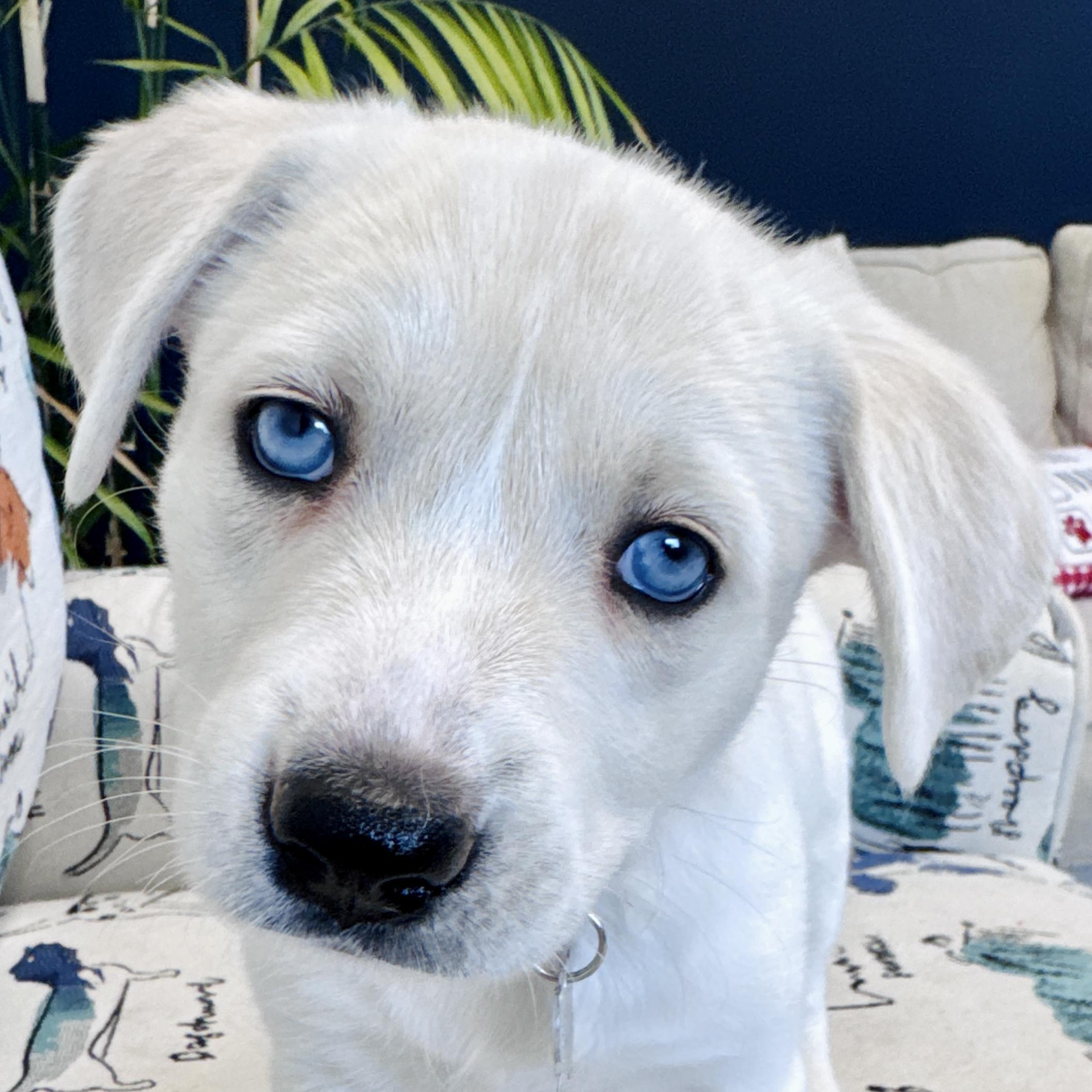 Enlarge Calamity Jane, a Adoptable mixed breed in Palatine, IL image 1/6