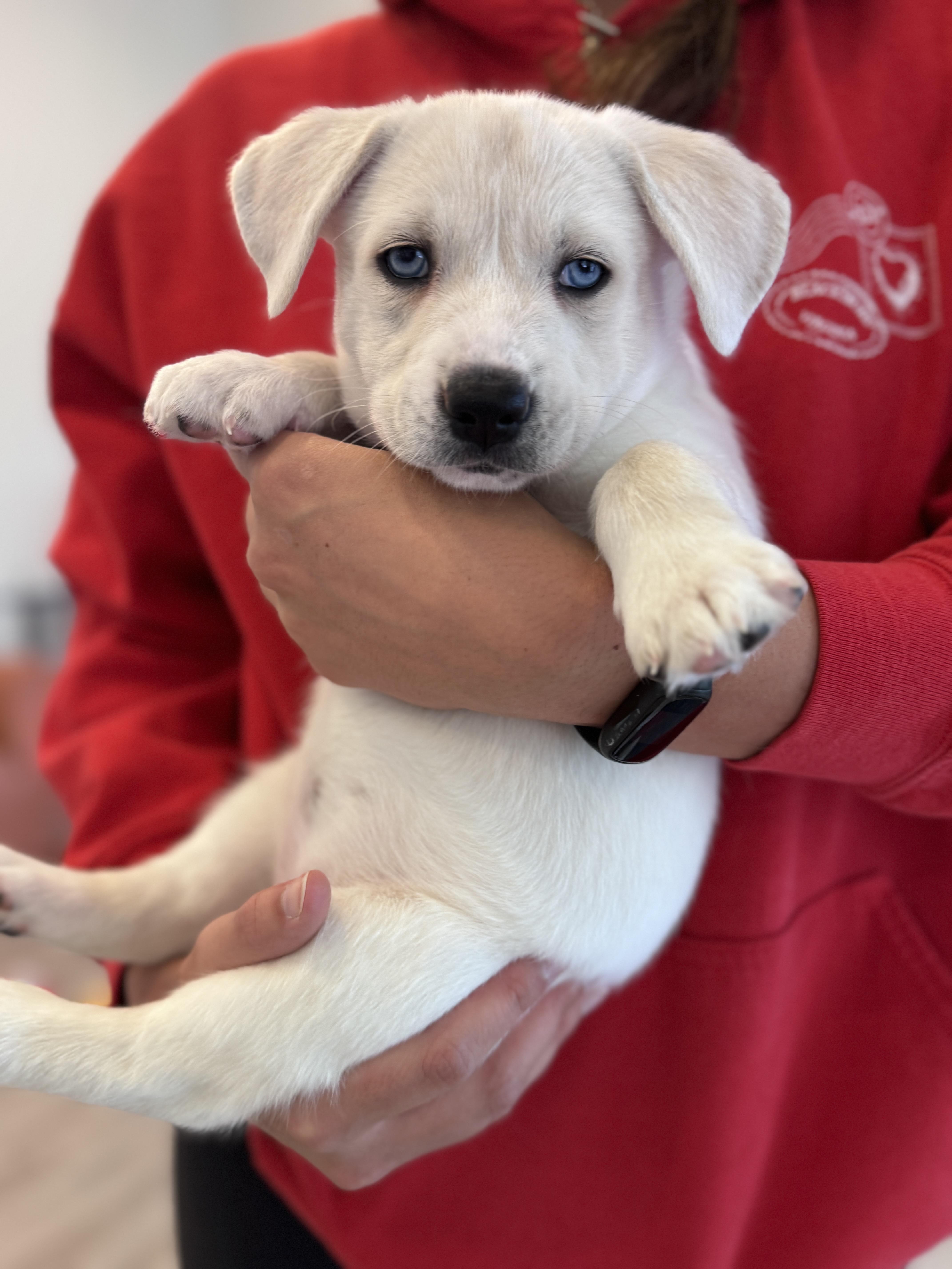Enlarge Calamity Jane, a Adoptable mixed breed in Palatine, IL image 4/6
