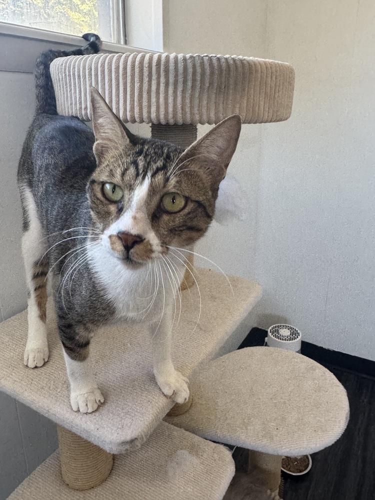 Tostado, Adoptable, Young Male Egyptian Mau & Domestic Short Hair.