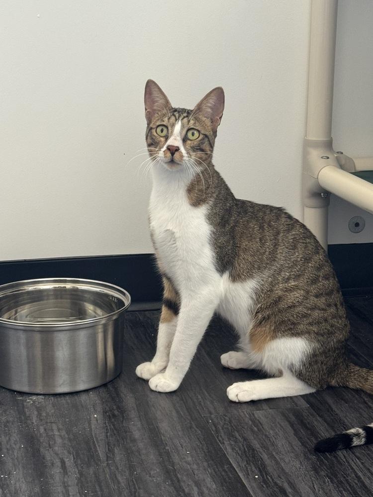 Enlarge Tostado, a Adoptable mixed breed in Fort collins, CO image 2/4