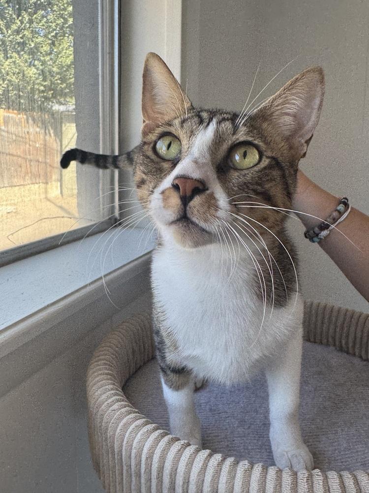 Enlarge Tostado, a Adoptable mixed breed in Fort collins, CO image 4/4