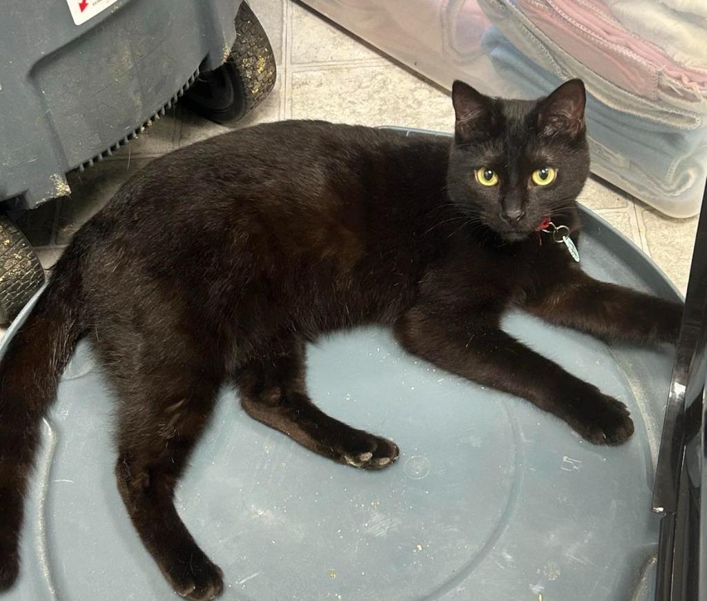 Levi, Adoptable, Young Male Domestic Short Hair.