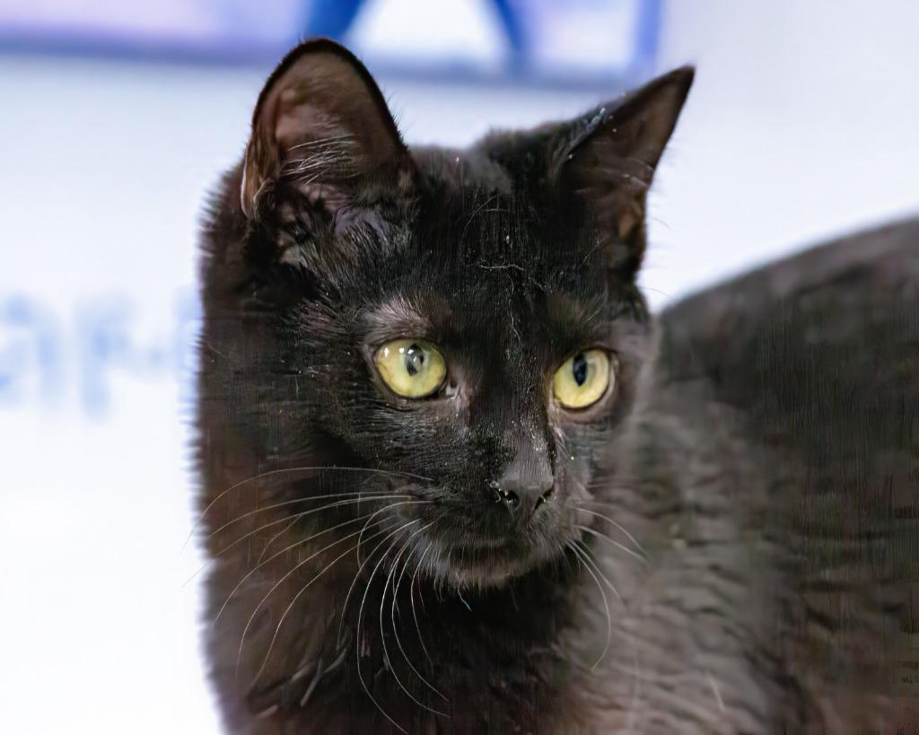 Enlarge Levi, a Adoptable mixed breed in Rome, GA image 2/2