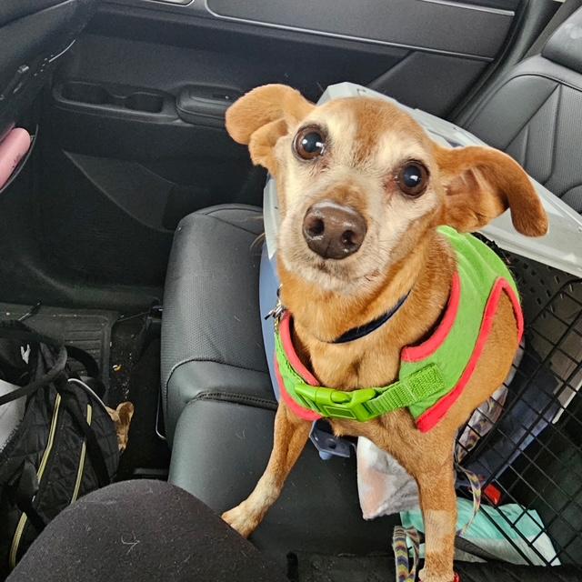 Enlarge Dobby, a ADOPTABLE Miniature Pinscher in Carlsbad, CA image 6/6