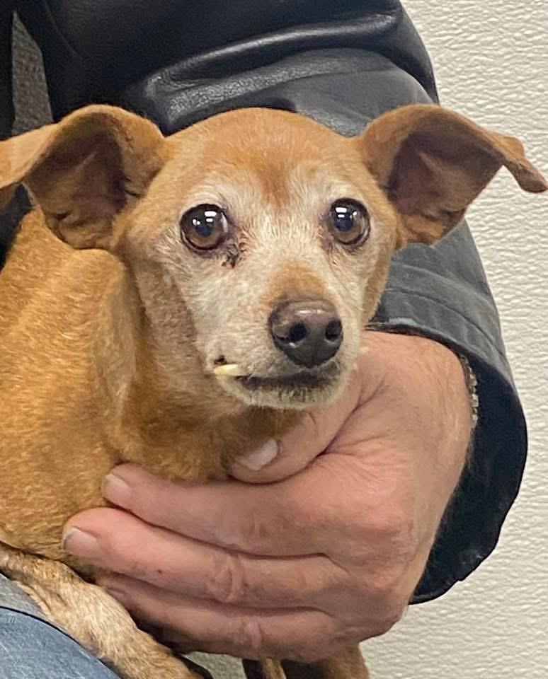 Dobby, a ADOPTABLE Miniature Pinscher in Carlsbad, CA image 3/6