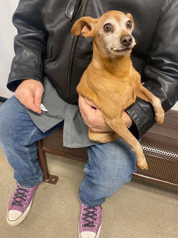 Dobby, ADOPTABLE, Senior Male Miniature Pinscher.