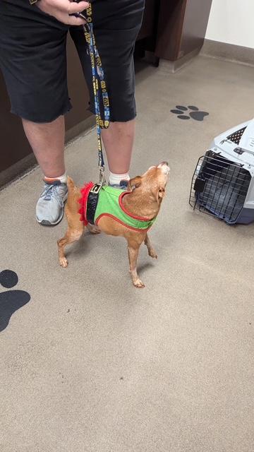 Dobby, a ADOPTABLE Miniature Pinscher in Carlsbad, CA image 5/6