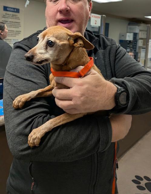 Dobby, a ADOPTABLE Miniature Pinscher in Carlsbad, CA image 4/6