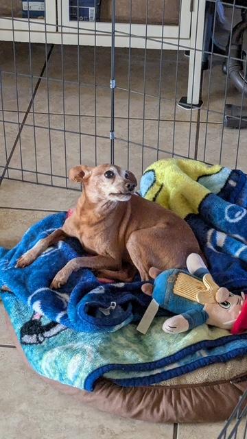 Dobby, a ADOPTABLE Miniature Pinscher in Carlsbad, CA image 6/6