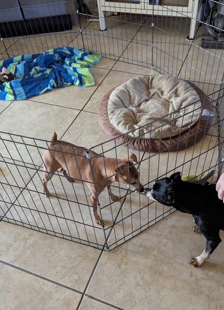 Dobby, ADOPTABLE, Senior Male Miniature Pinscher.