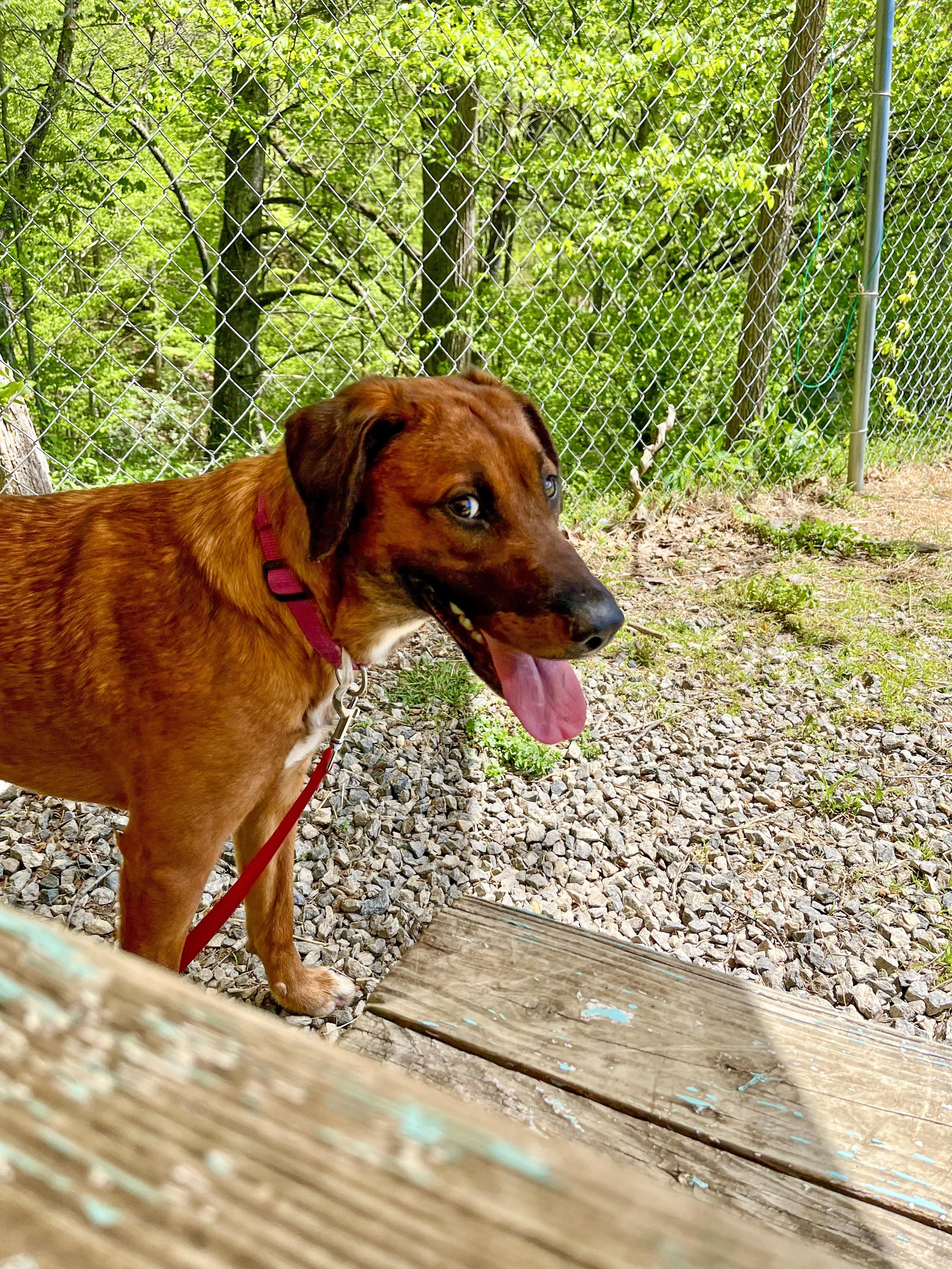 Enlarge Sassafras , a ADOPTABLE mixed breed in Marshall, NC image 3/6