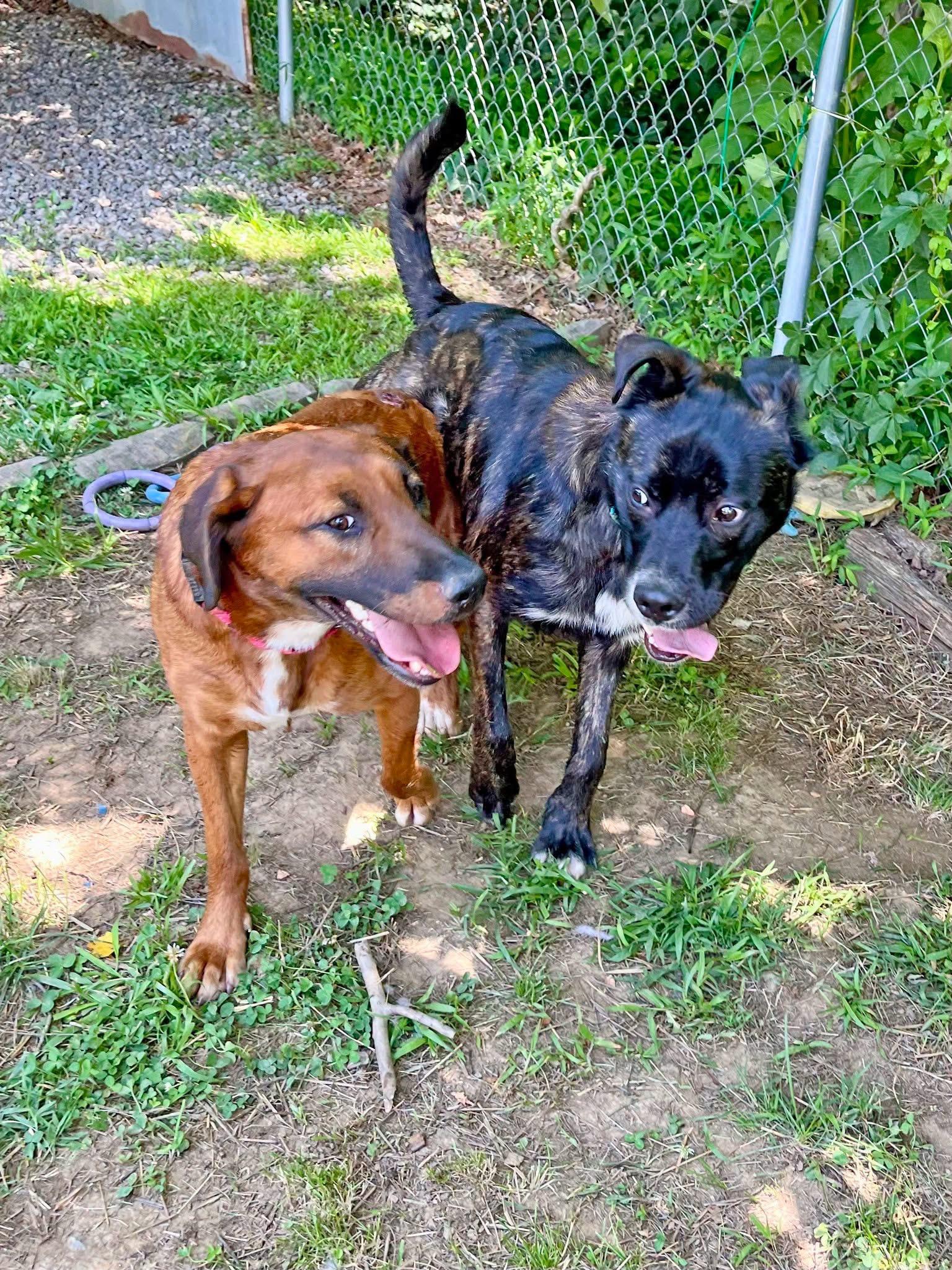 Enlarge Sassafras , a ADOPTABLE mixed breed in Marshall, NC image 5/6